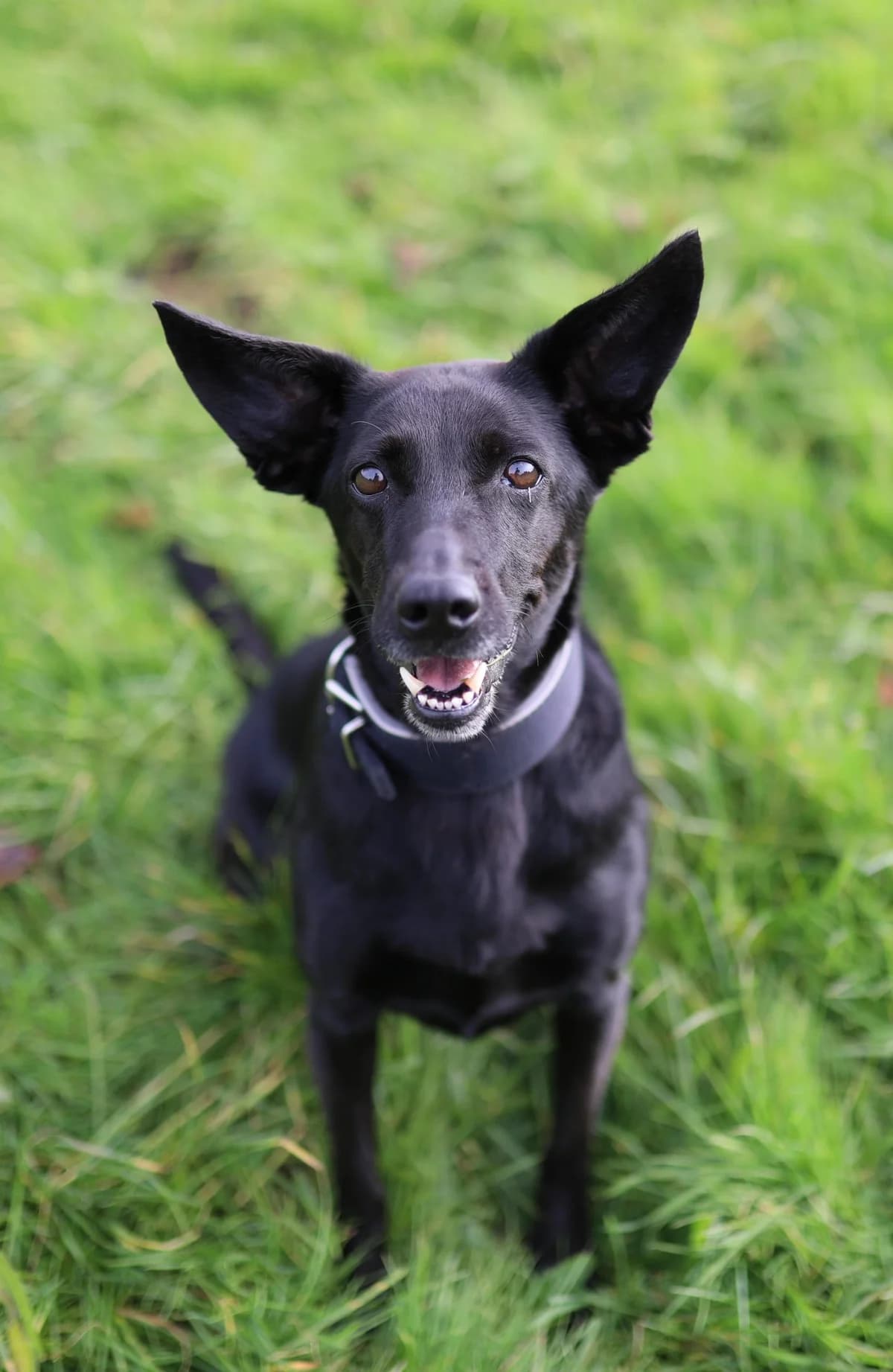 Mila, female Mixed Breed for adoption at Tierheim Dornbusch