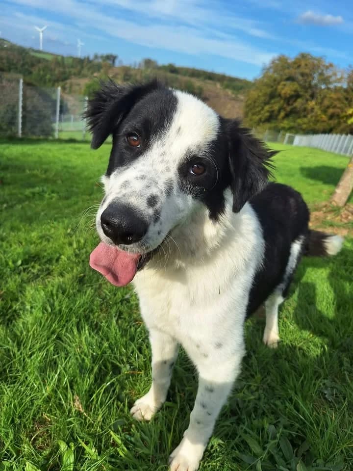 Percy, male Mixed Breed for adoption at Tierheim Dornbusch
