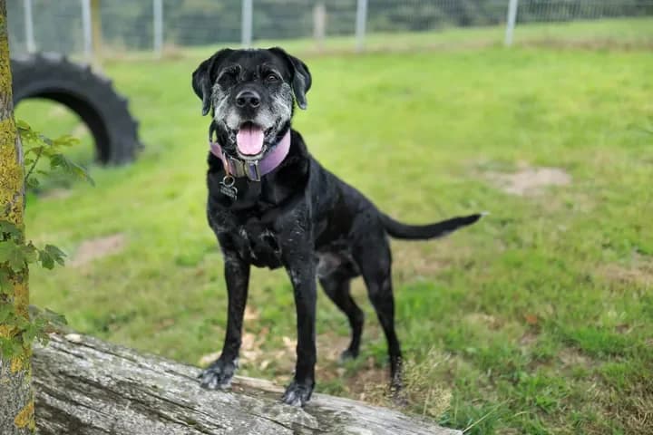 Rocky, male Mixed Breed for adoption at Tierheim Dornbusch