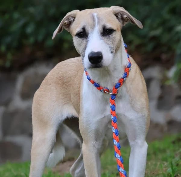 Sophie, female Mixed Breed for adoption at Tierheim Dornbusch