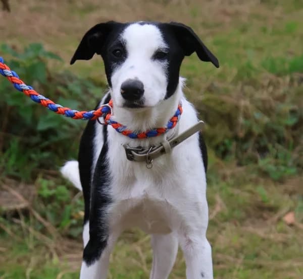 Sradan, male Mixed Breed for adoption at Tierheim Dornbusch