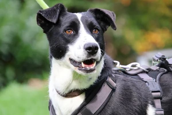 Tilda, female Mixed Breed for adoption at Tierheim Dornbusch