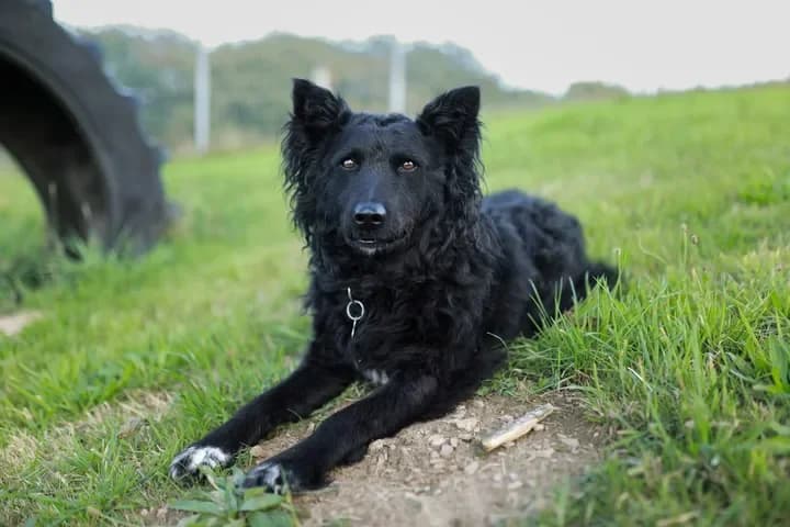Vagabond, male Mixed Breed for adoption at Tierheim Dornbusch