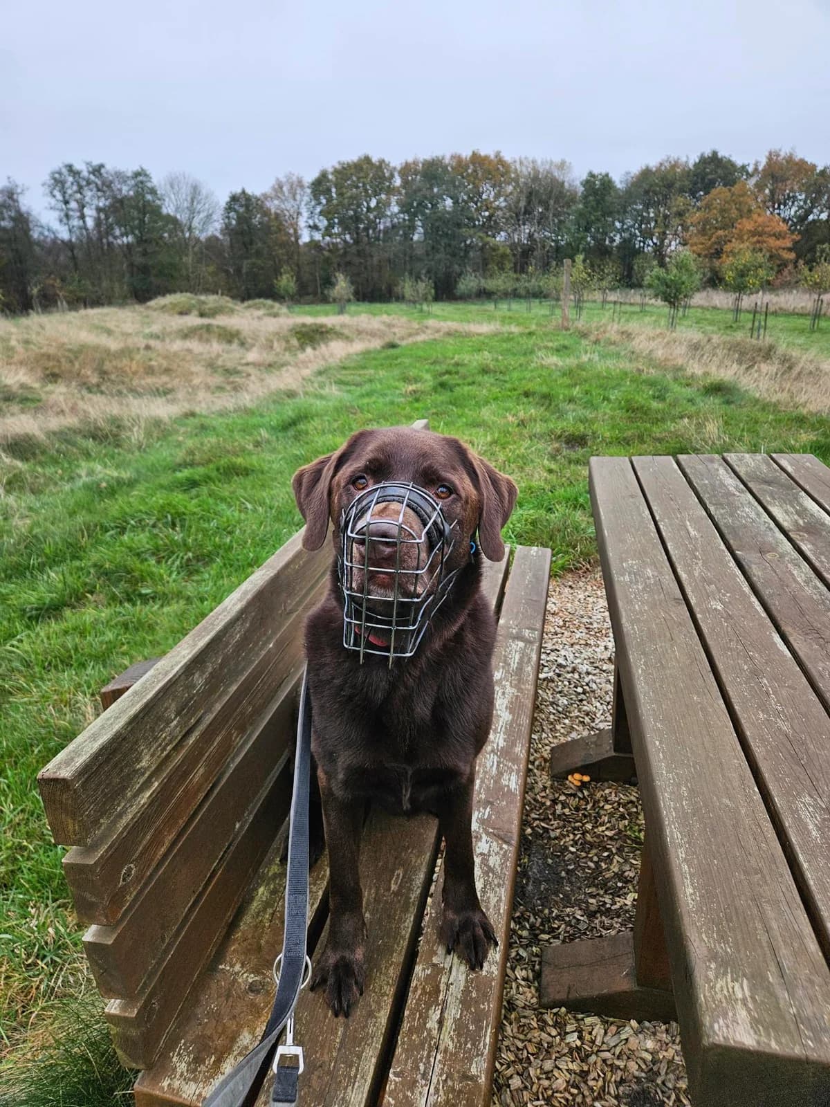 NEO, male 7yo Labrador Retriever for adoption at Tierheim Dorsten, Dorsten