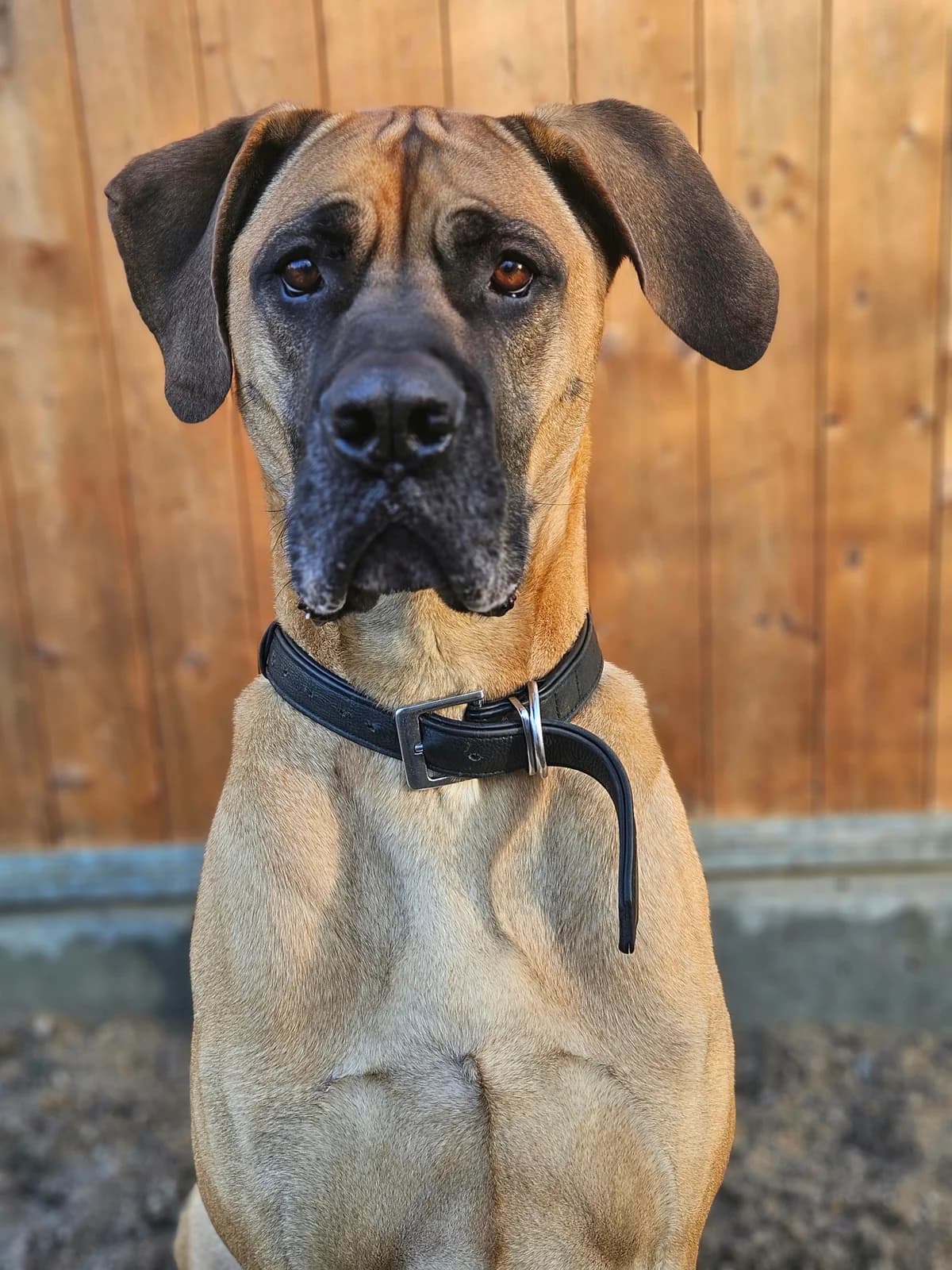 SCOOBY-DOO, male 6yo Cane Corso for adoption at Tierheim Dorsten, Dorsten