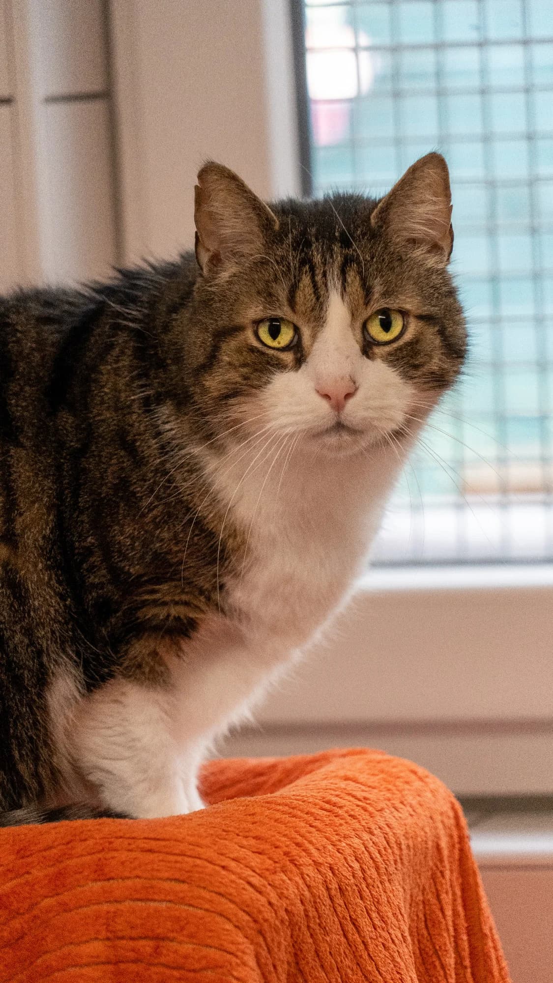 LEON, senior European Shorthair for adoption at Tierheim Dorsten, Dorsten