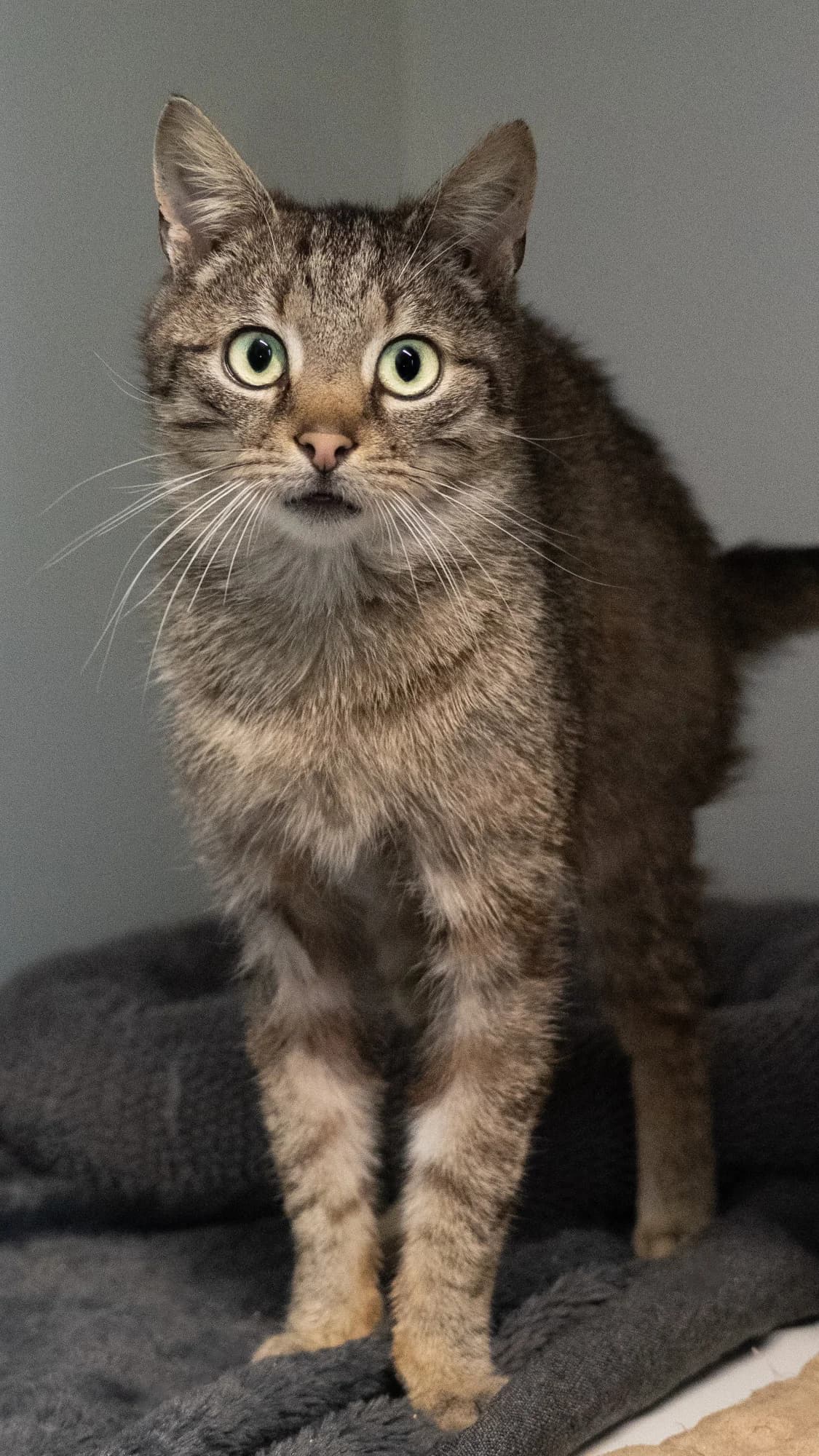 CARLOS, young European Shorthair for adoption at Tierheim Dorsten, Dorsten