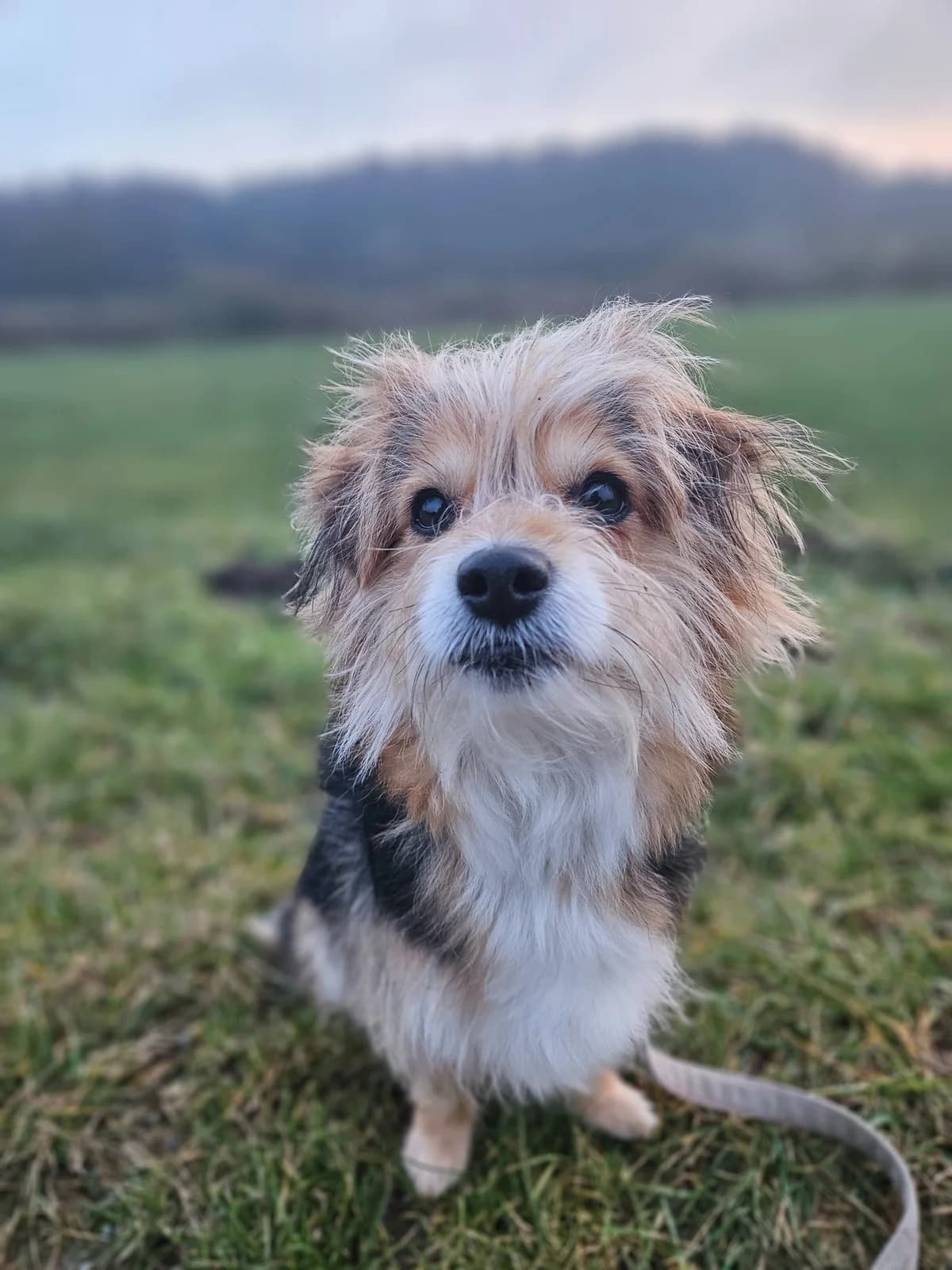 PΓPPI, female 4yo Yorkshire Terrier for adoption at Tierheim Dorsten, Dorsten