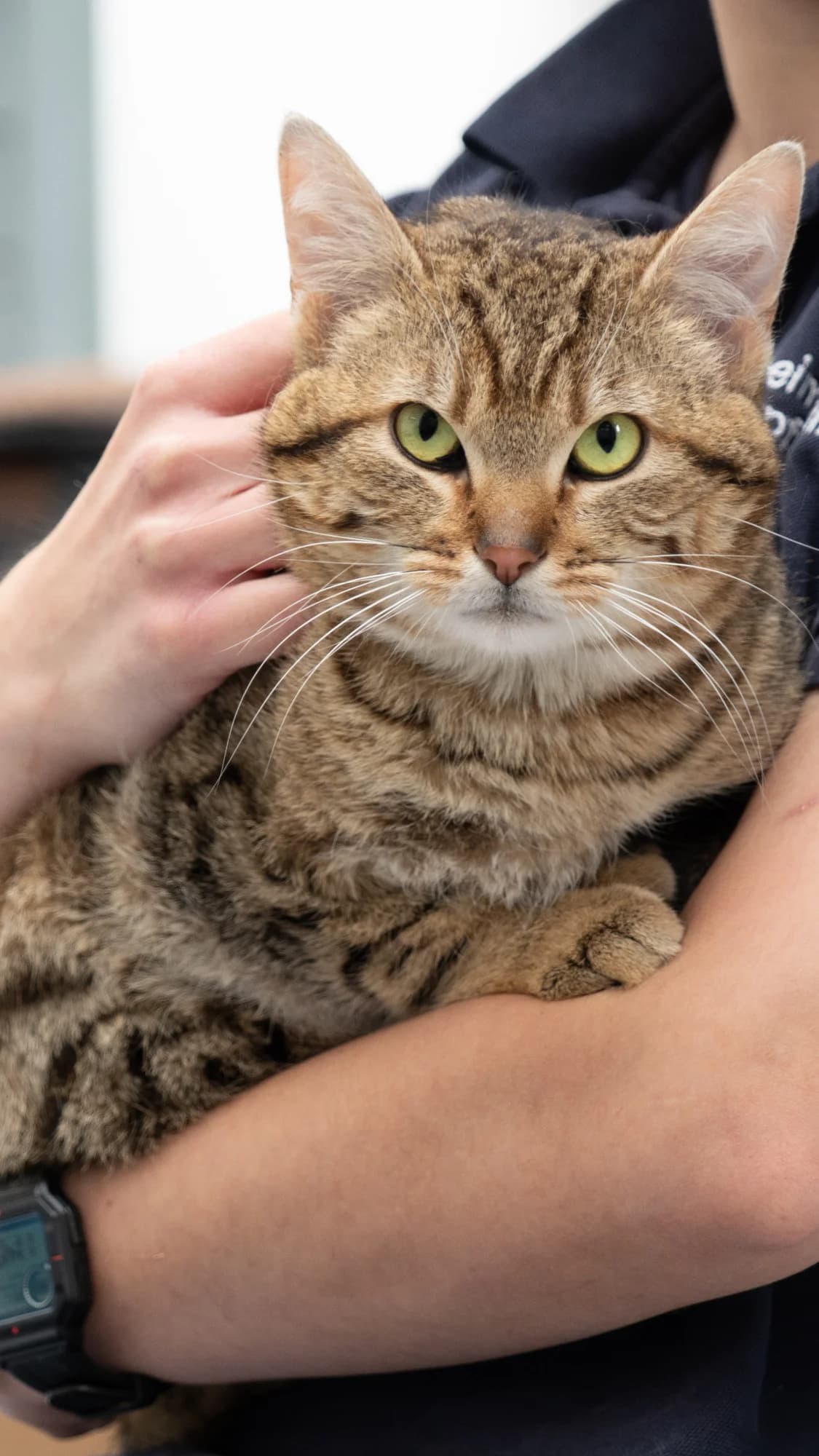 BUTLER, 6yo European Shorthair for adoption at Tierheim Dorsten, Dorsten