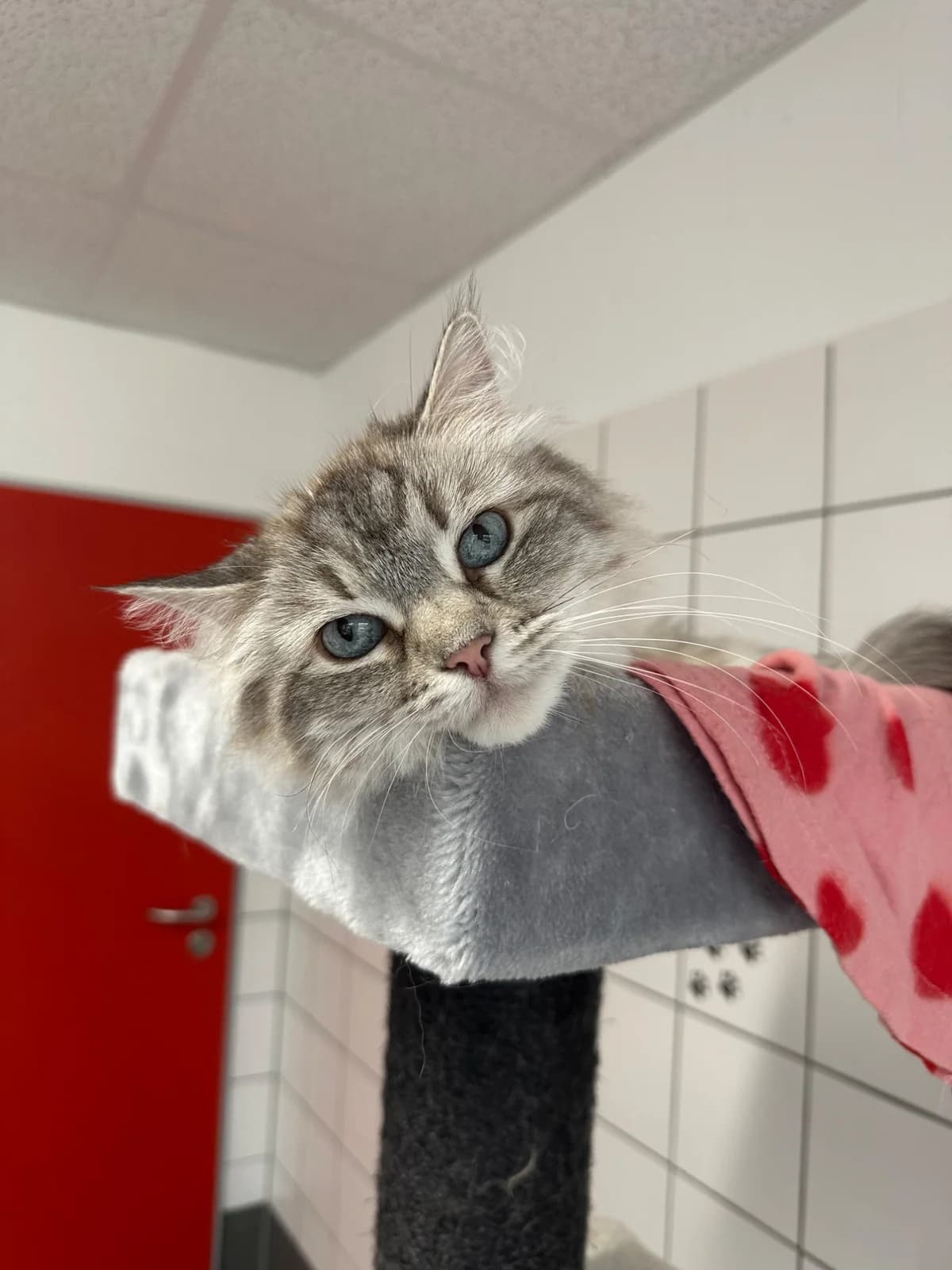 FIDI, 4yo mixed breed for adoption at Tierheim Dorsten, Dorsten