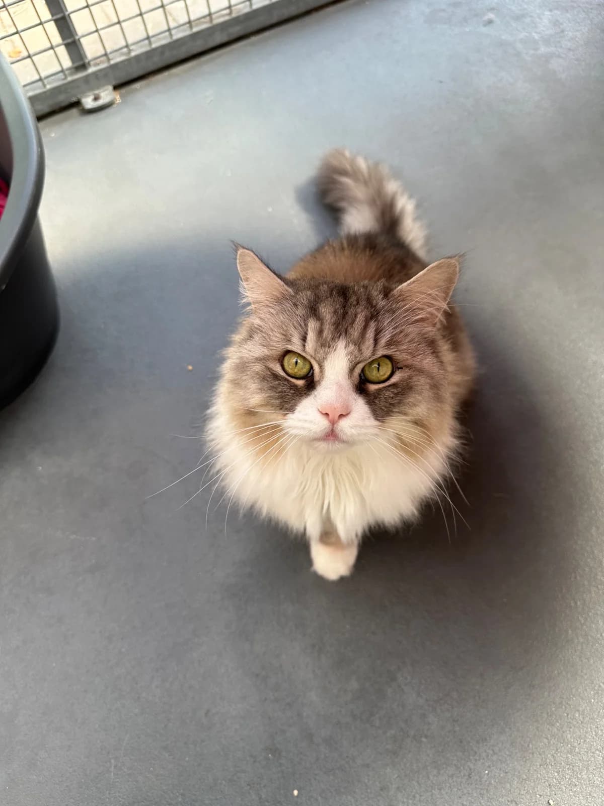 KABA, 4yo mixed breed for adoption at Tierheim Dorsten, Dorsten