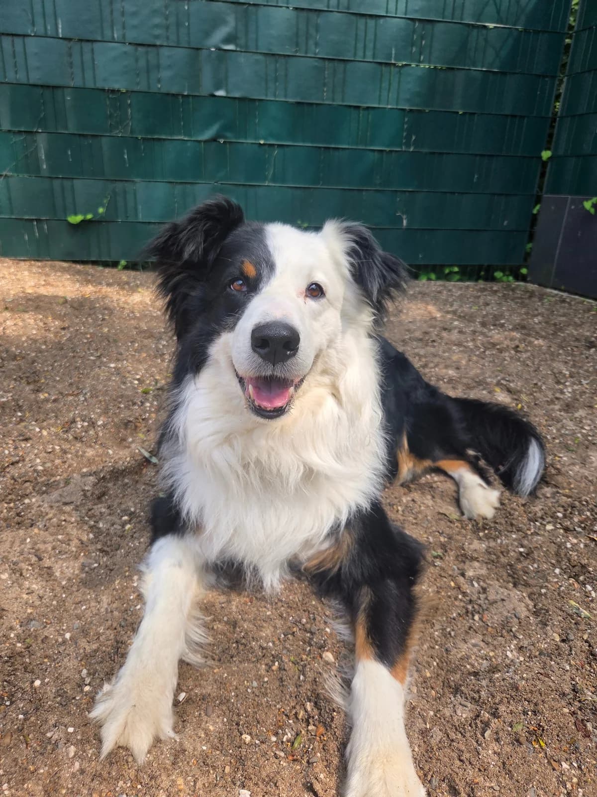 LUCKY, male senior Australian Shepherd for adoption at Tierheim Dorsten, Dorsten