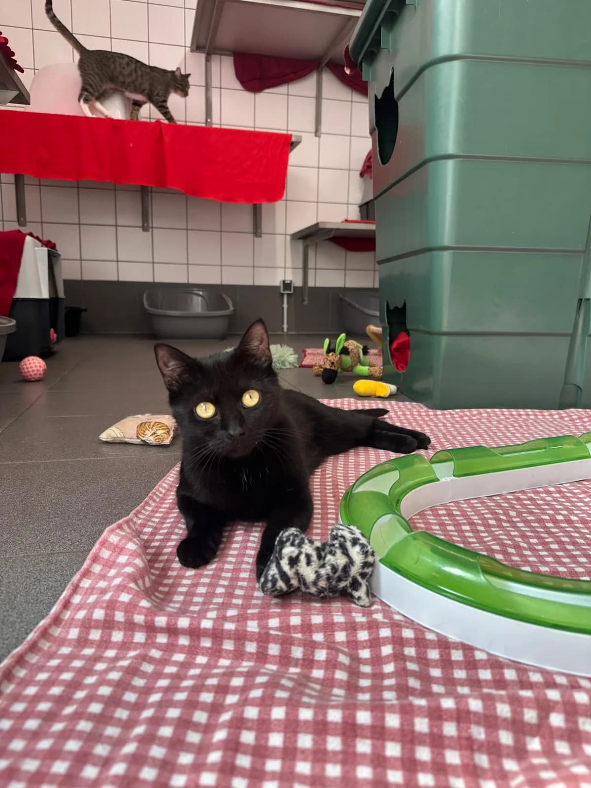 FARA, 3yo European Shorthair for adoption at Tierheim Dorsten, Dorsten