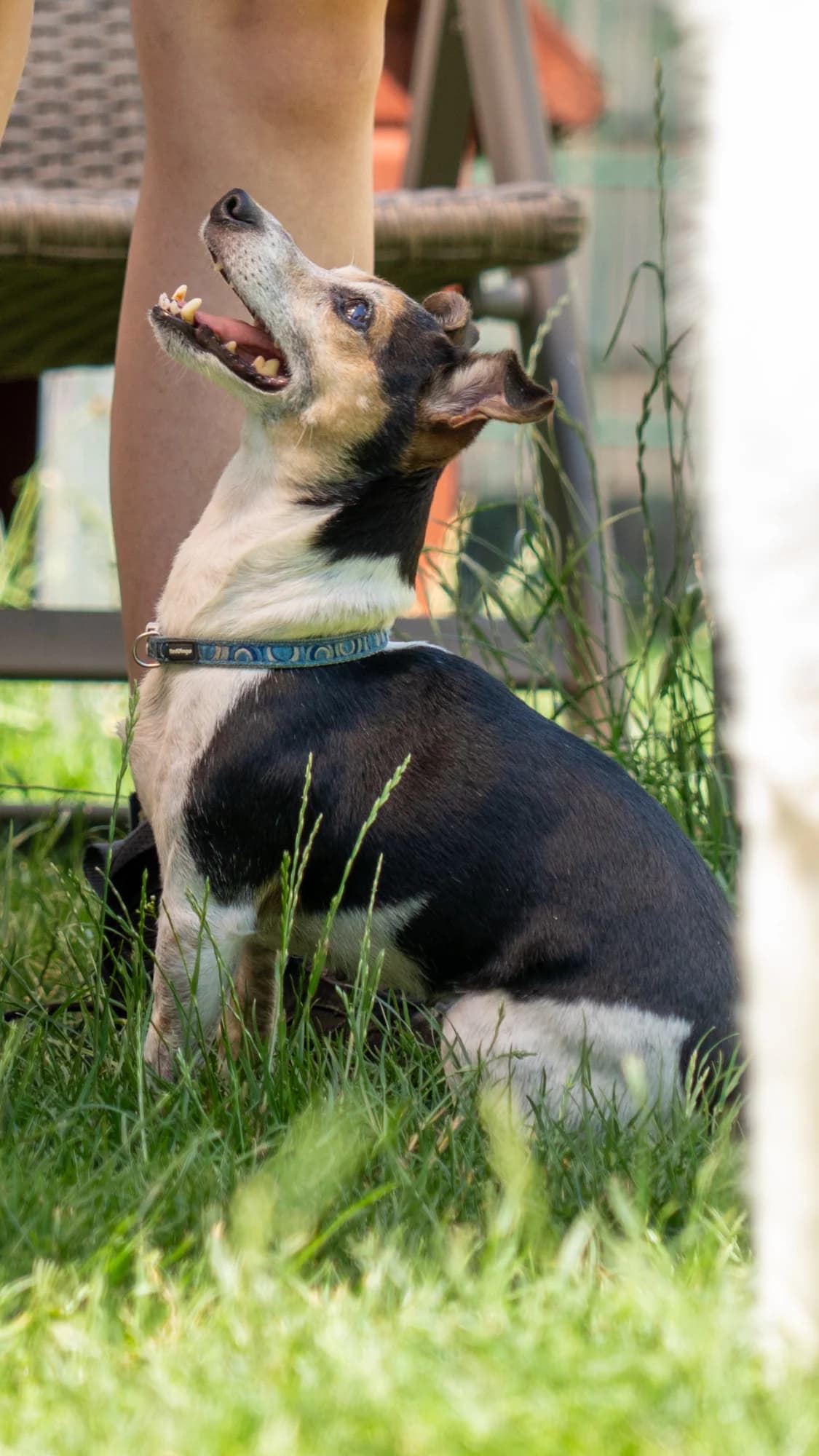 EMMA, female senior Jack Russell Terrier for adoption at Tierheim Dorsten, Dorsten