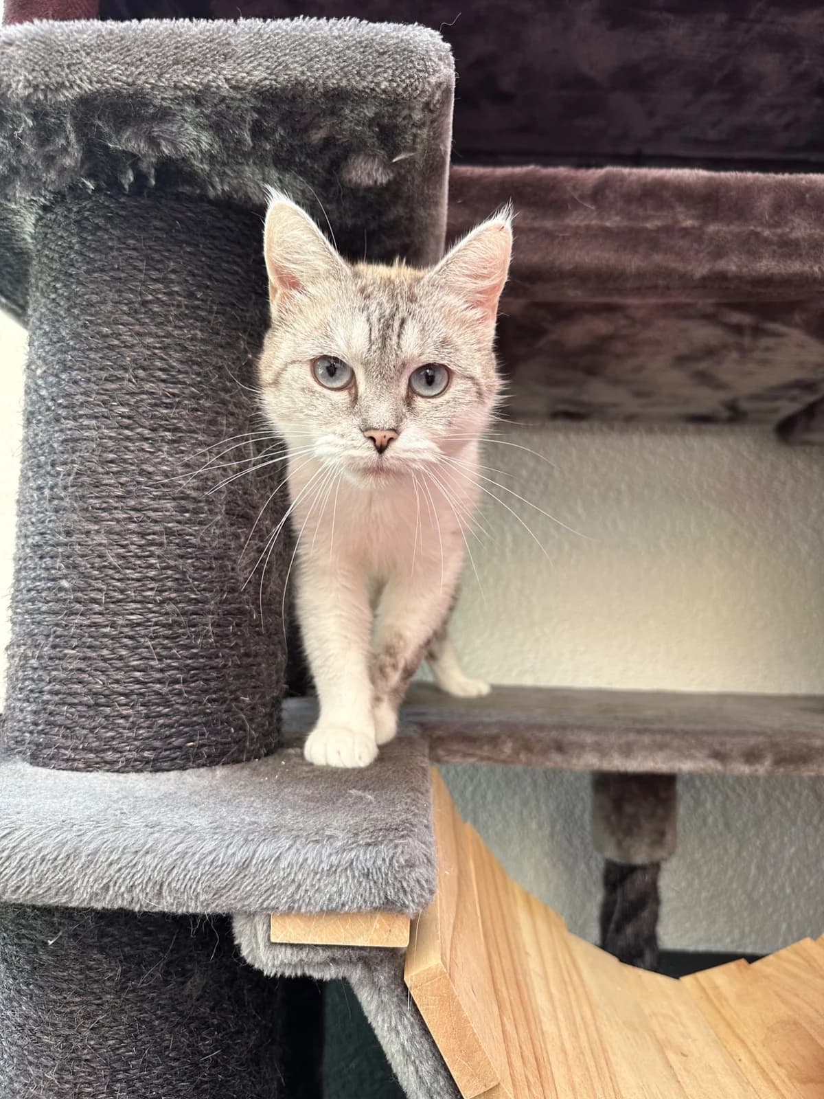 MAJA, 5yo European Shorthair for adoption at Tierheim Dorsten, Dorsten