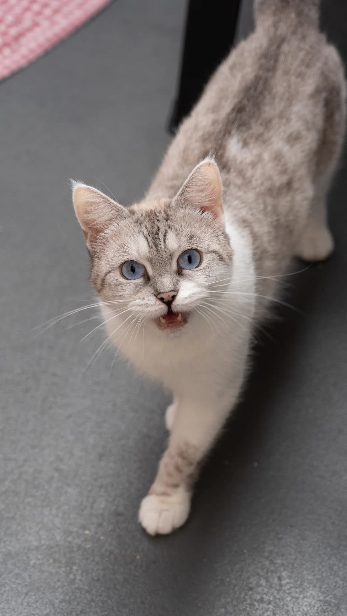 MAJA, 5yo European Shorthair for adoption at Tierheim Dorsten, Dorsten