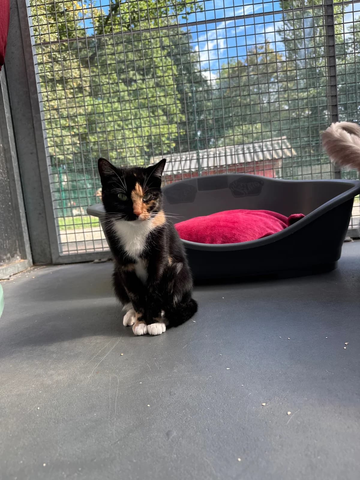 MABEL, young mixed breed for adoption at Tierheim Dorsten, Dorsten