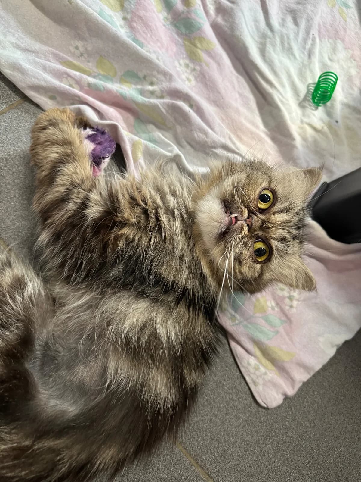 FUSSEL, senior Persian for adoption at Tierheim Dorsten, Dorsten