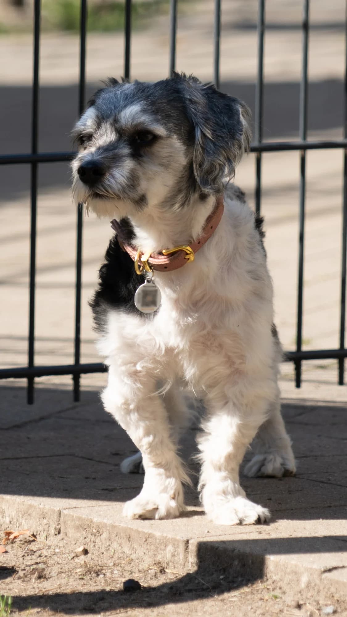 THEO, male 7yo Havanese for adoption at Tierheim Dorsten, Dorsten