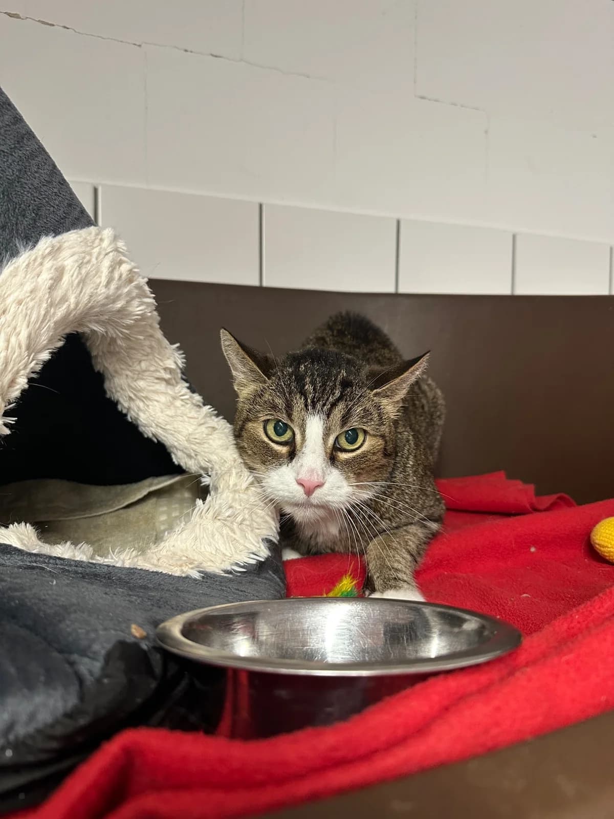 TIGGI, senior European Shorthair for adoption at Tierheim Dorsten, Dorsten