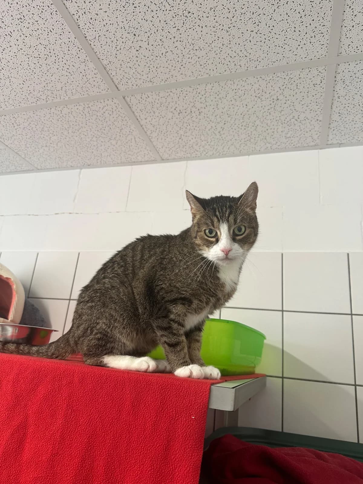 TIGGI, senior European Shorthair for adoption at Tierheim Dorsten, Dorsten