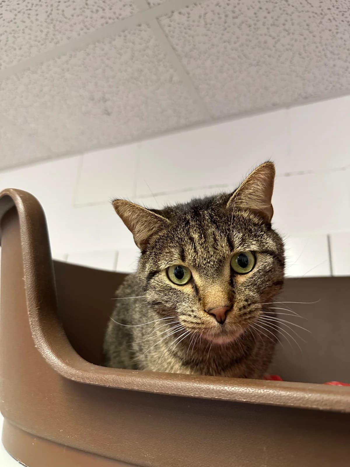 HARRALD, 3yo European Shorthair for adoption at Tierheim Dorsten, Dorsten