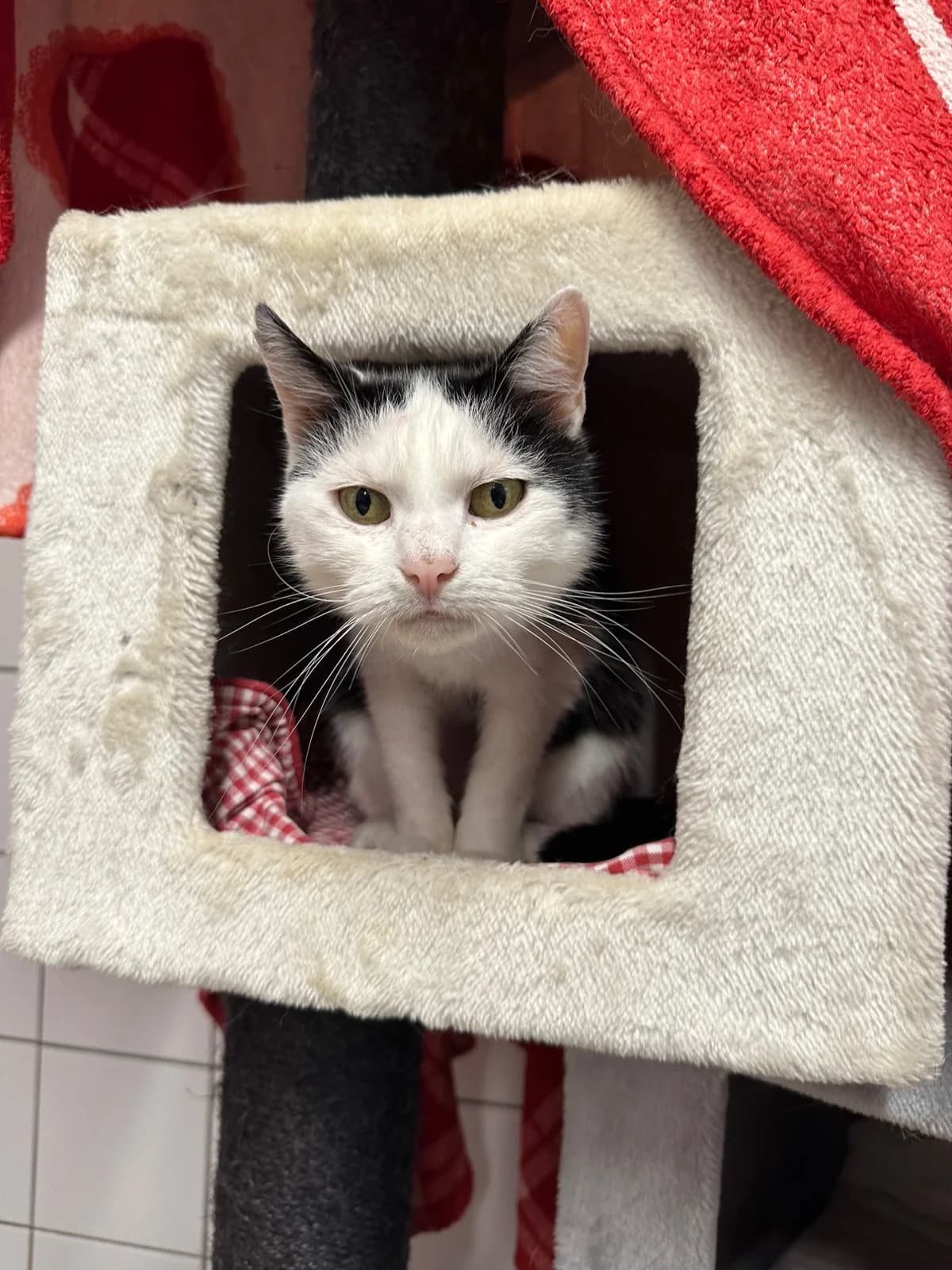 SUMMER, senior European Shorthair for adoption at Tierheim Dorsten, Dorsten