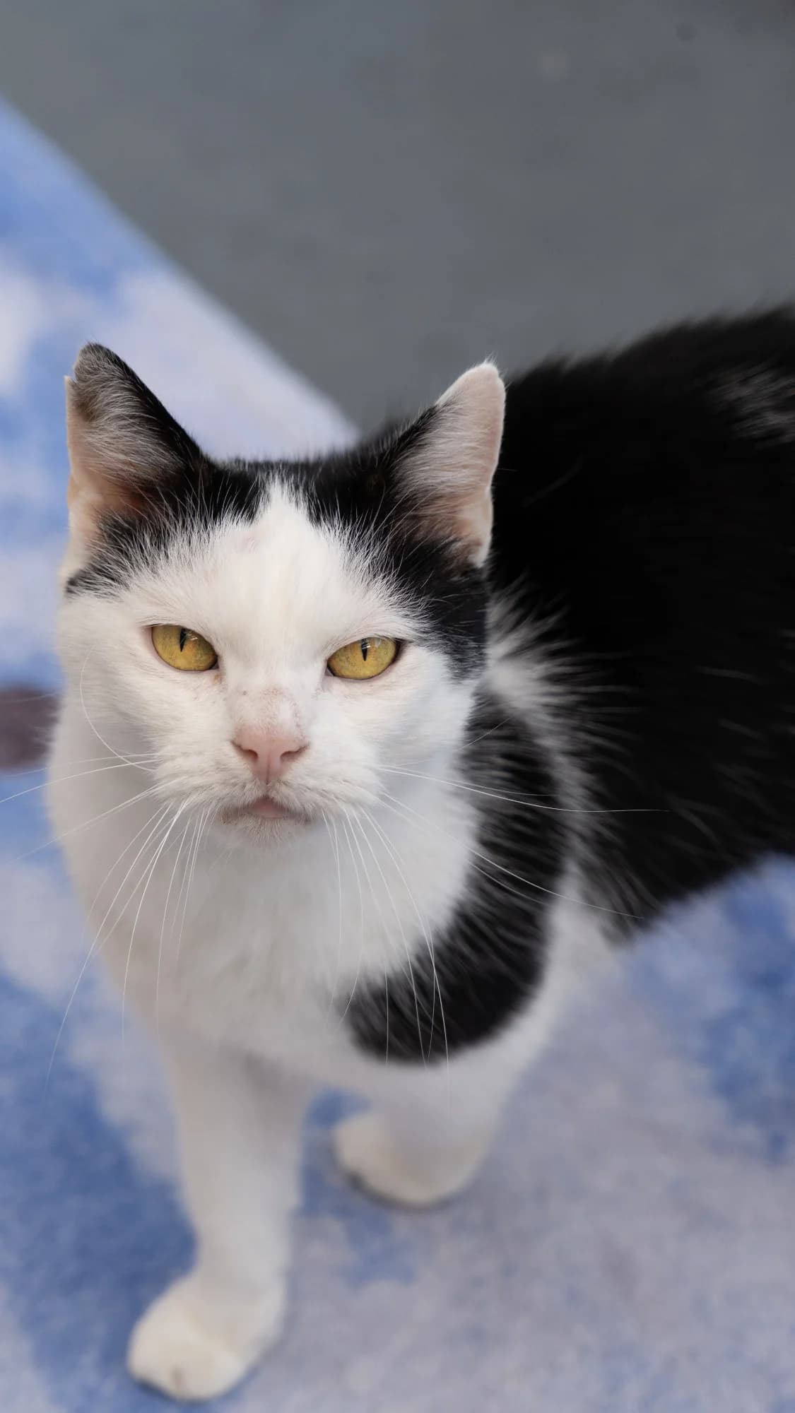 SUMMER, senior European Shorthair for adoption at Tierheim Dorsten, Dorsten