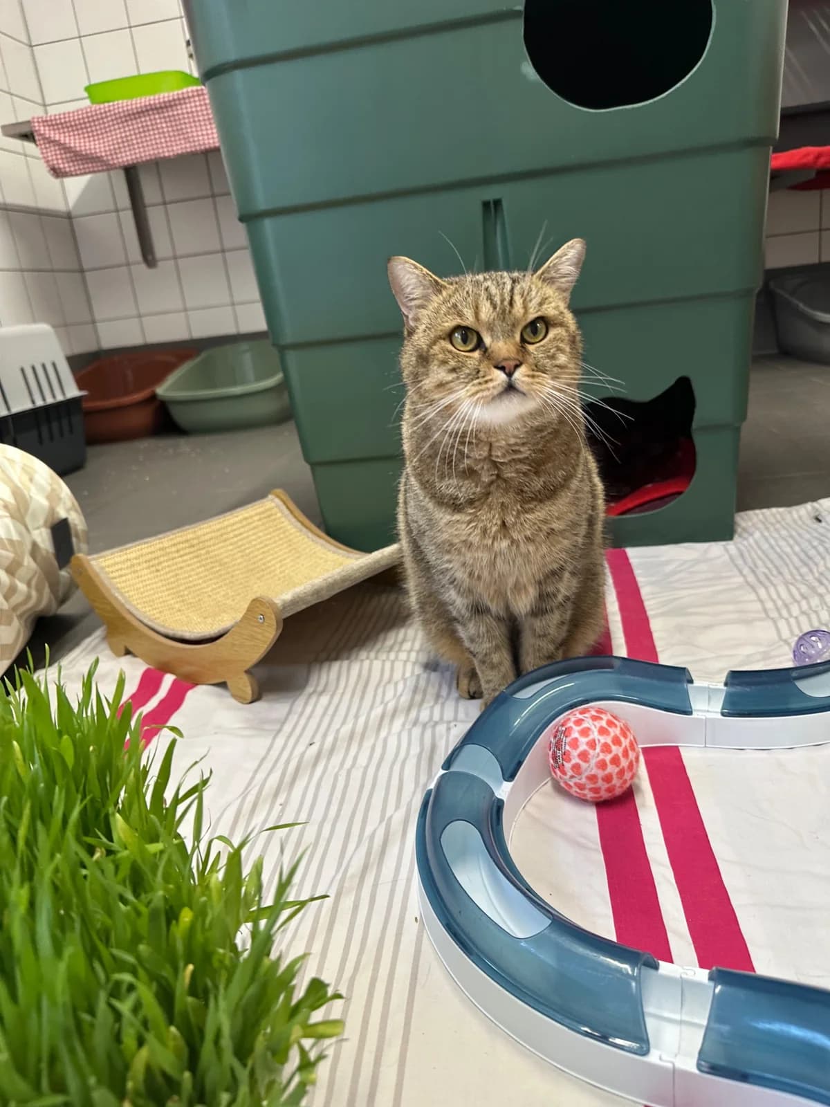 TIGER, 4yo British Shorthair for adoption at Tierheim Dorsten, Dorsten