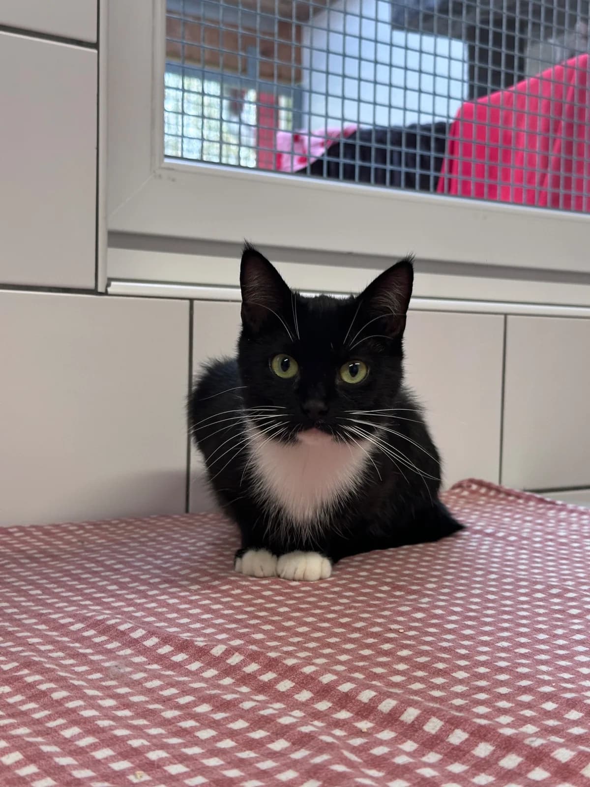 MO, young European Shorthair for adoption at Tierheim Dorsten, Dorsten