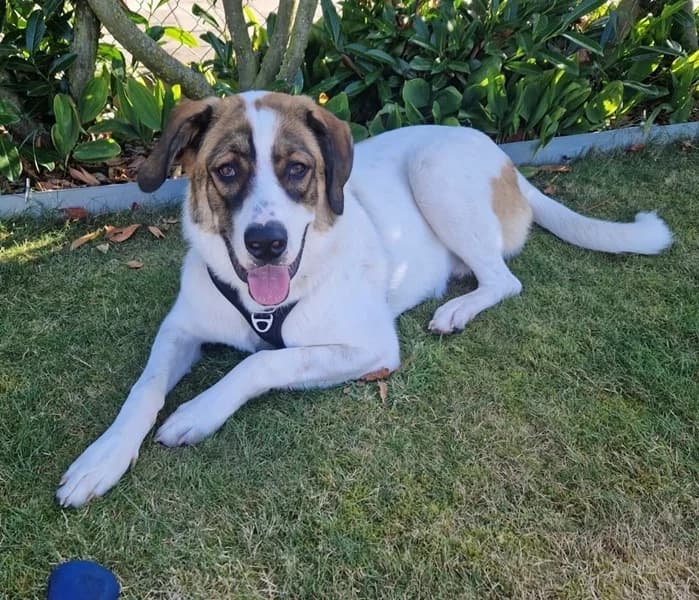 VERMITTLUNGSHILFE! Tonno ist nicht im Tierheim, male puppy Mixed Breed for adoption at Tierheim Drakenburg, Drakenburg
