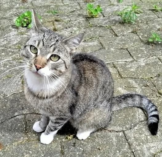 Velvet, male Mixed Breed for adoption at Tierheim Drakenburg, Drakenburg