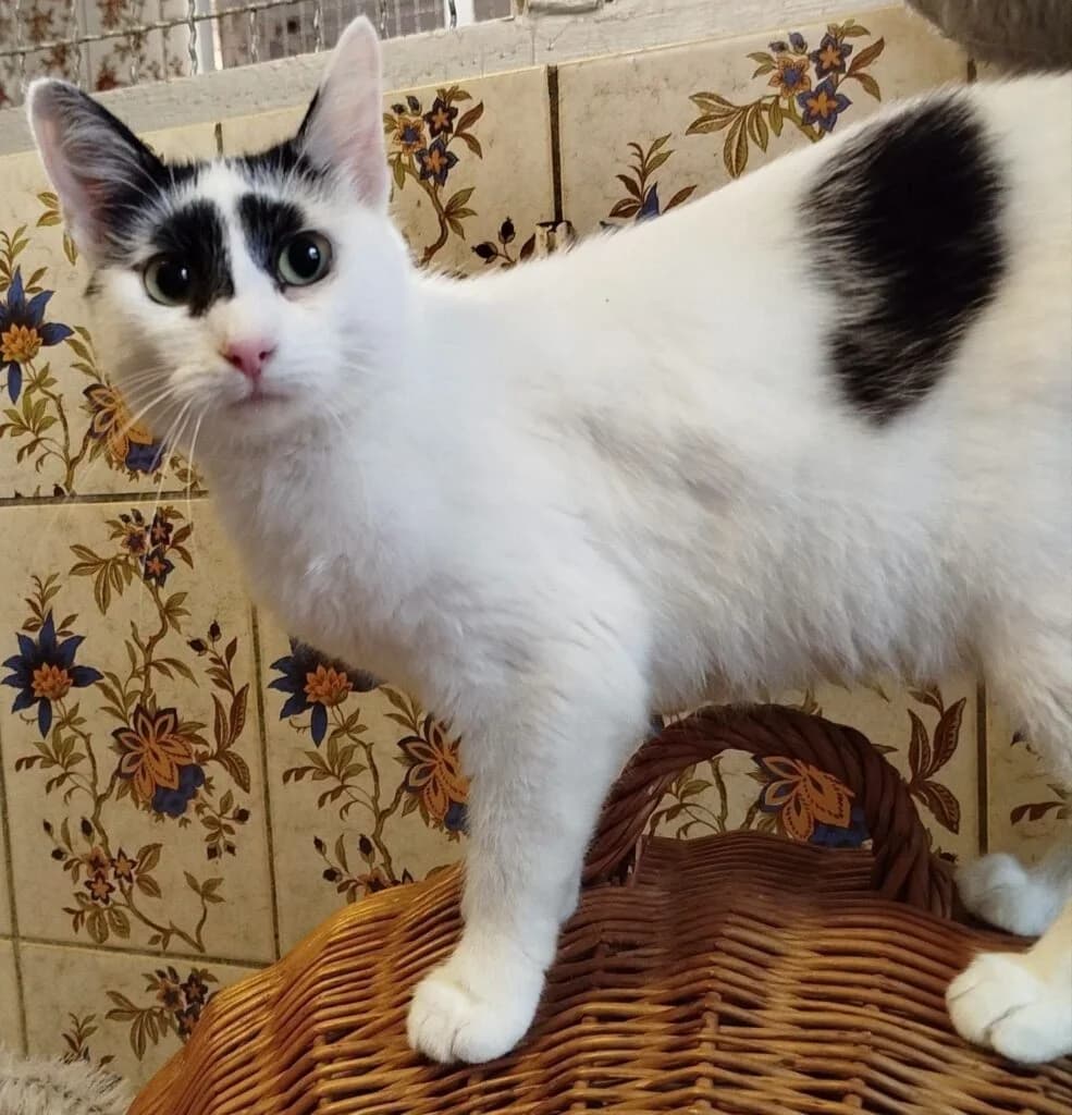 Leia sucht ihr Zuhause, male young Mixed Breed for adoption at Tierheim Drakenburg, Drakenburg