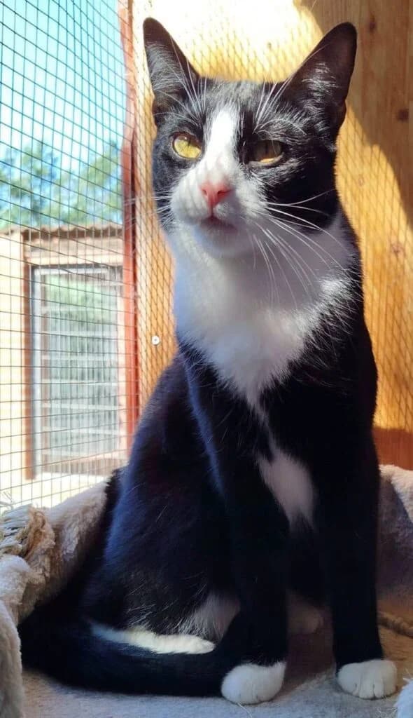 Zwei Herzen, male Mixed Breed for adoption at Tierheim Drakenburg, Drakenburg