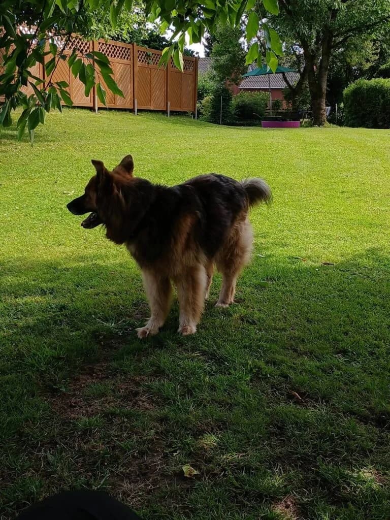 Balou, male senior German Shepherd for adoption at Tierheim Drakenburg, Drakenburg