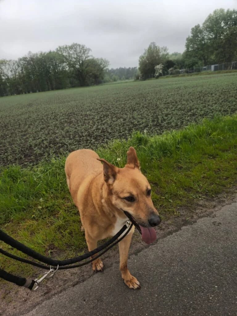 Ein sanfter Riese mit ganz viel Seele, male 7yo Mixed Breed for adoption at Tierheim Drakenburg, Drakenburg