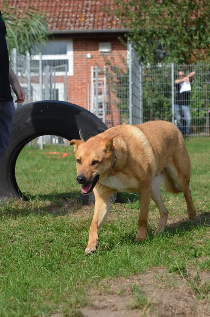 Ein sanfter Riese mit ganz viel Seele, male 7yo Mixed Breed for adoption at Tierheim Drakenburg, Drakenburg
