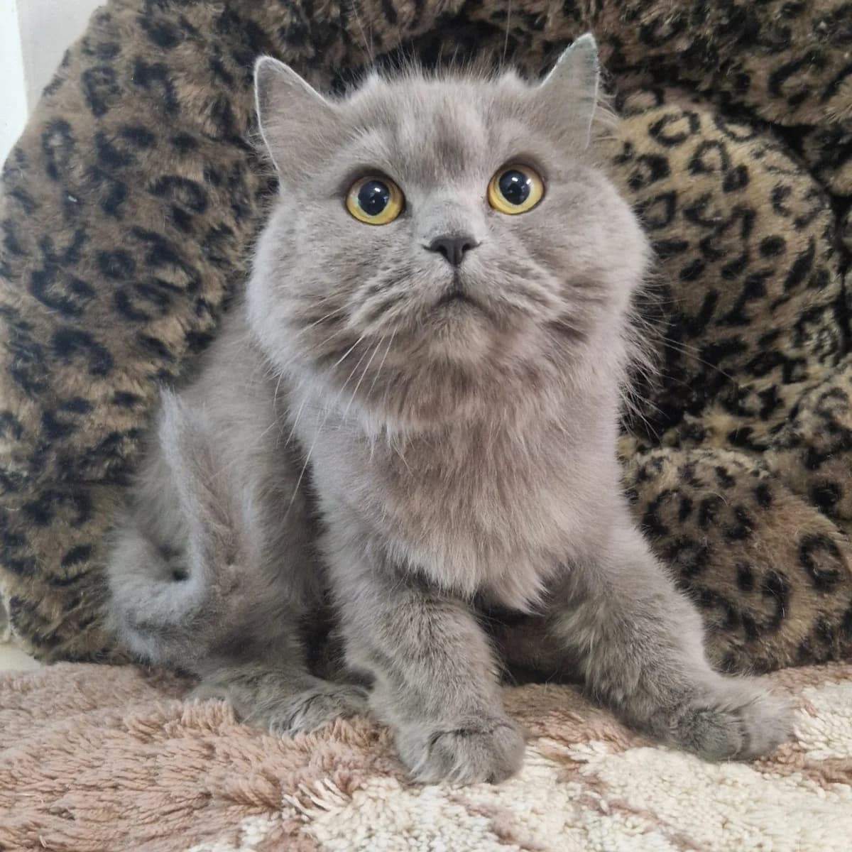 Angel, European Shorthair for adoption at Tierheim Dreieich e.V., Dreieich