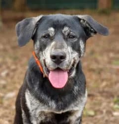 Boris, Mixed Breed for adoption at Tierheim Dreieich e.V., Dreieich