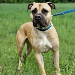 Balu, Mixed Breed for adoption at Tierheim Dreieich e.V.