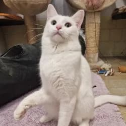 Bertha, European Shorthair for adoption at Tierheim Dreieich e.V., Dreieich