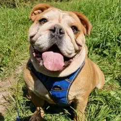 Boris, Mixed Breed for adoption at Tierheim Dreieich e.V., Dreieich