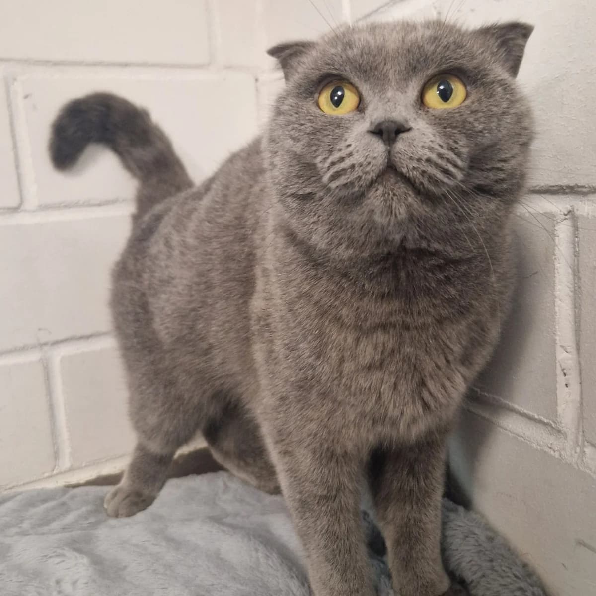Clary, Scottish Fold for adoption at Tierheim Dreieich e.V., Dreieich