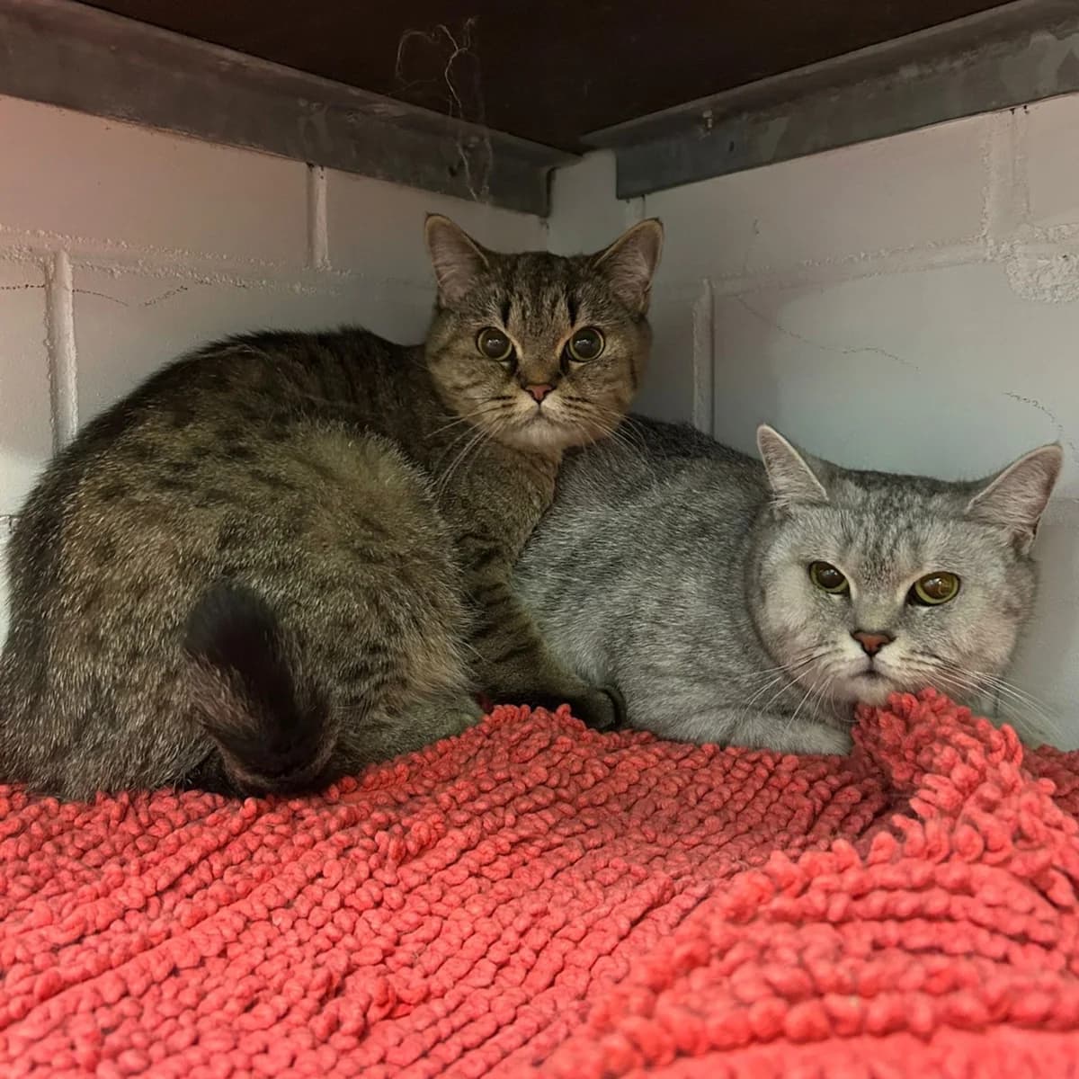 Coco und Loco, European Shorthair for adoption at Tierheim Dreieich e.V., Dreieich