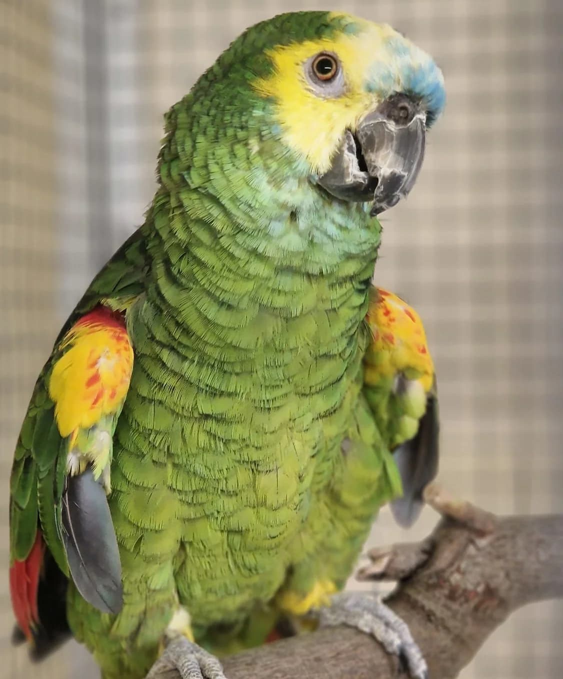 Dino, male Mixed Breed for adoption at Tierheim Dreieich e.V., Dreieich