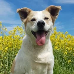 Emma, senior Mixed Breed for adoption at Tierheim Dreieich e.V., Dreieich