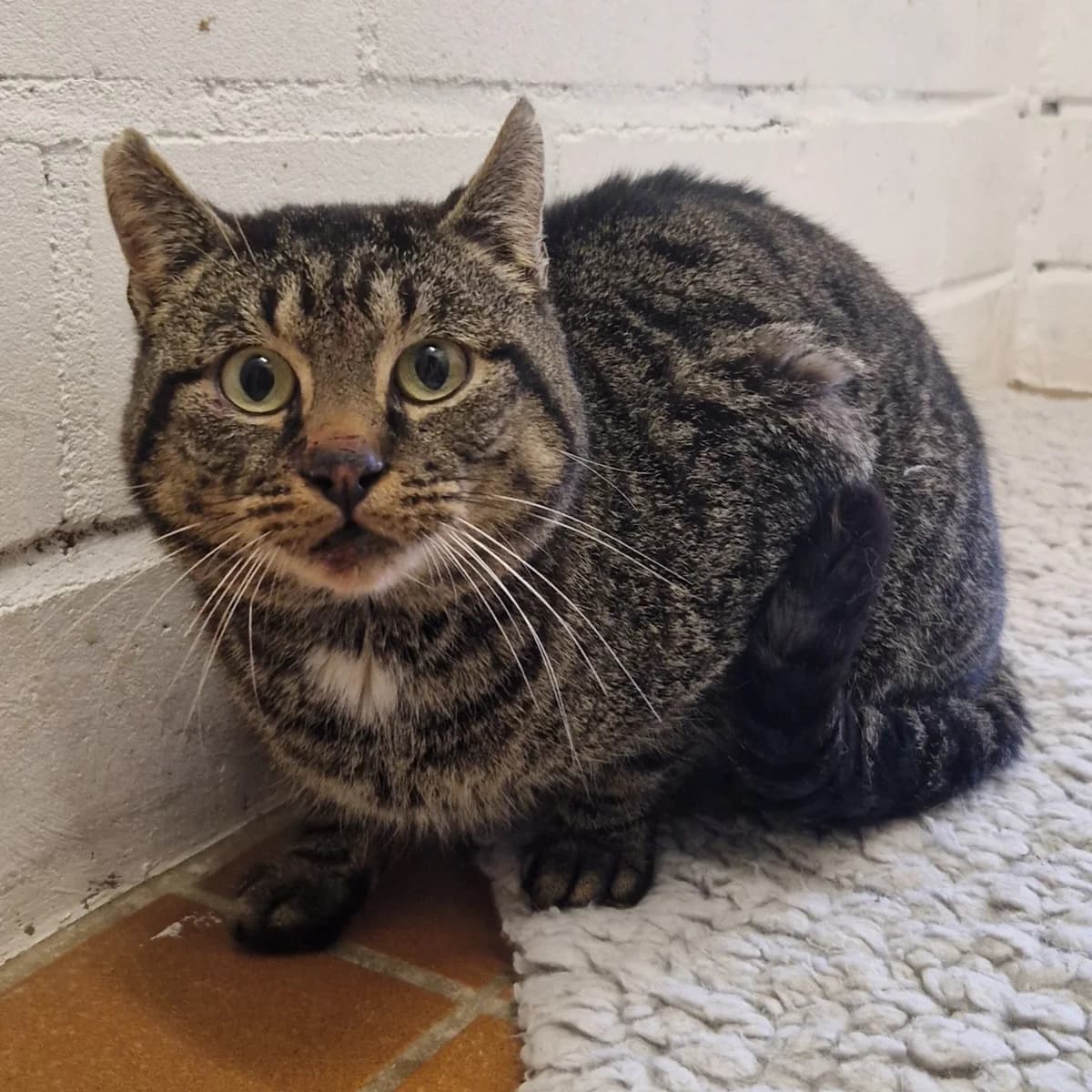 Bertha, European Shorthair for adoption at Tierheim Dreieich e.V., Dreieich
