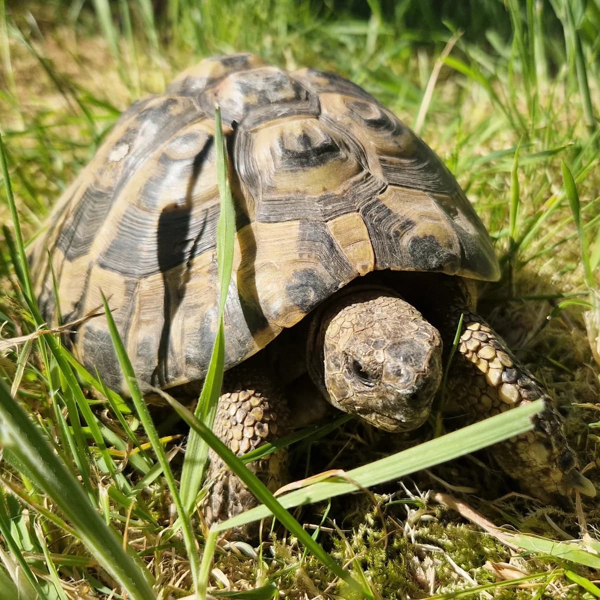 Landschildkröten, Mixed Breed for adoption at Tierheim Dreieich e.V., Dreieich