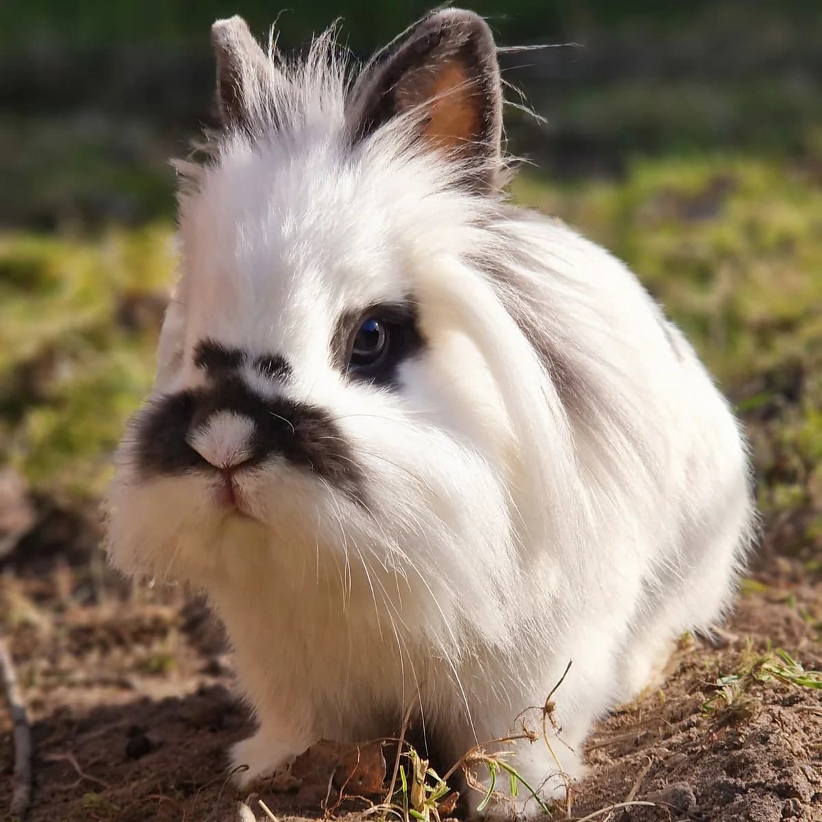 Lucas, Mixed Breed for adoption at Tierheim Dreieich e.V.