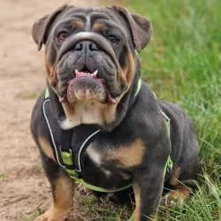 Luna, Mixed Breed for adoption at Tierheim Dreieich e.V.